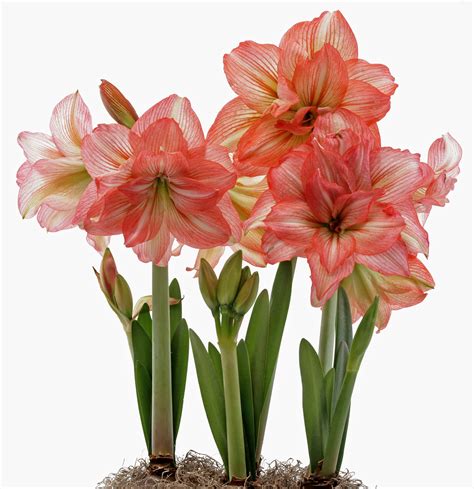 amaryllis zombie|zombie sonata amaryllis.